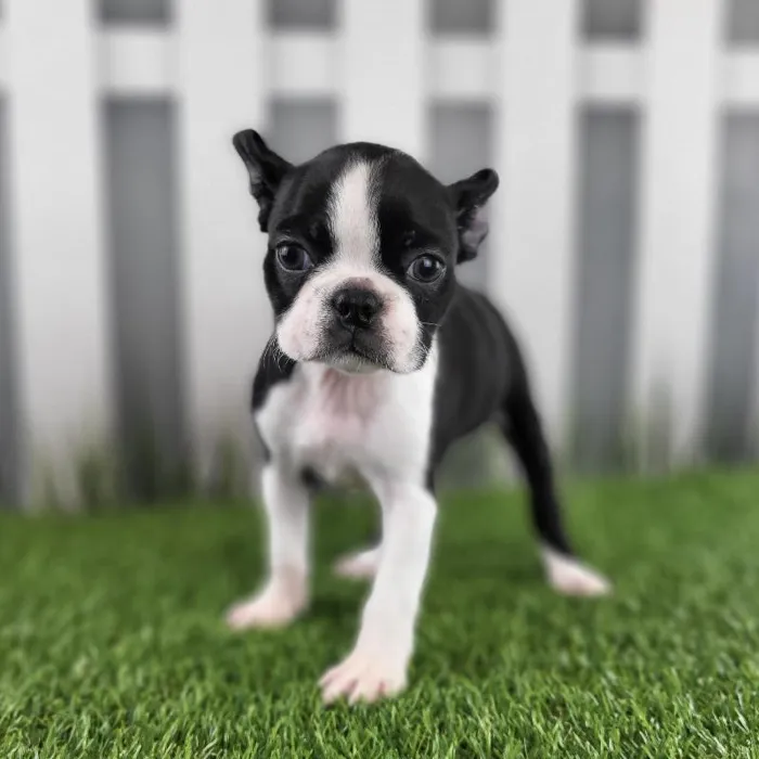 Female Boston Terrier Puppy for Sale in Schererville, IN