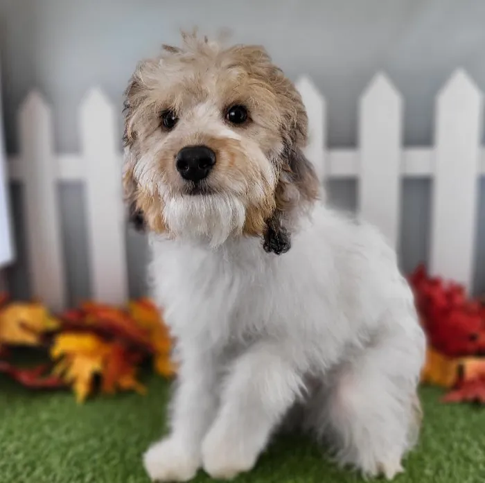 Male Miniature Aussiedoodle Puppy for Sale in Schererville, IN