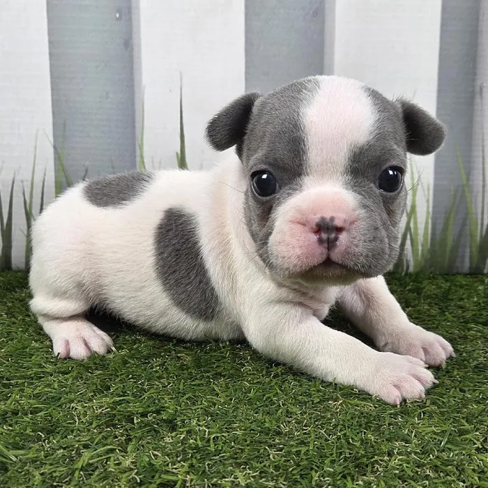 Male French Bulldog Puppy for Sale in Schererville, IN