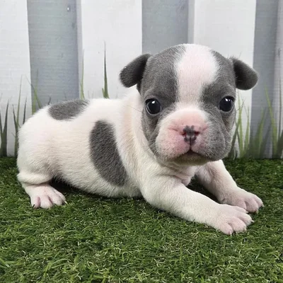 Male French Bulldog Puppy for Sale in Schererville, IN