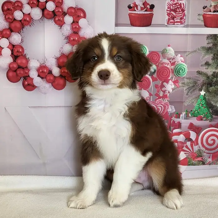 Male Australian Shepherd Puppy for Sale in Schererville, IN