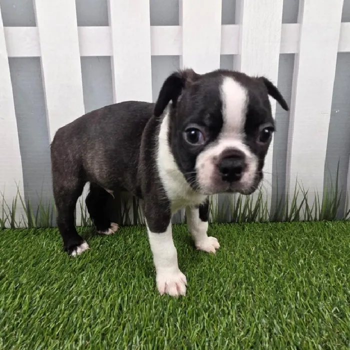 Male Boston Terrier Puppy for Sale in Schererville, IN