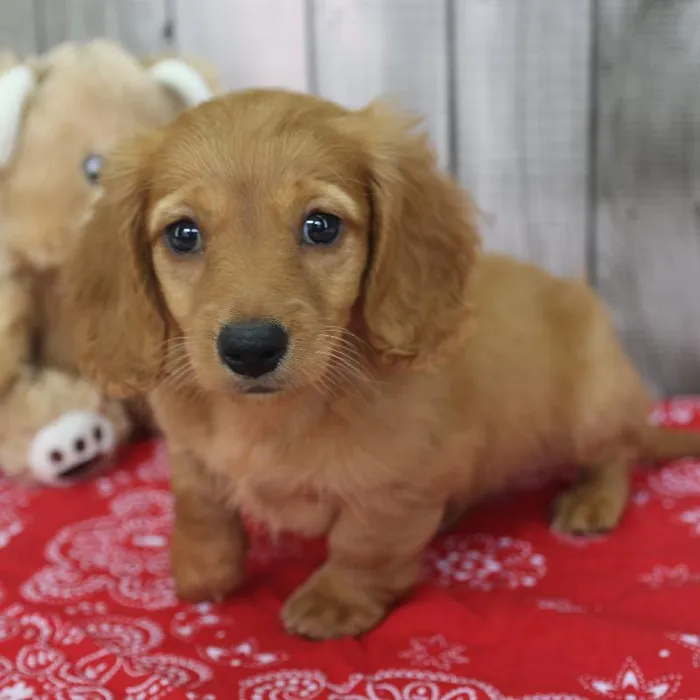 Male Miniature Dachshund Puppy for Sale in Schererville, IN