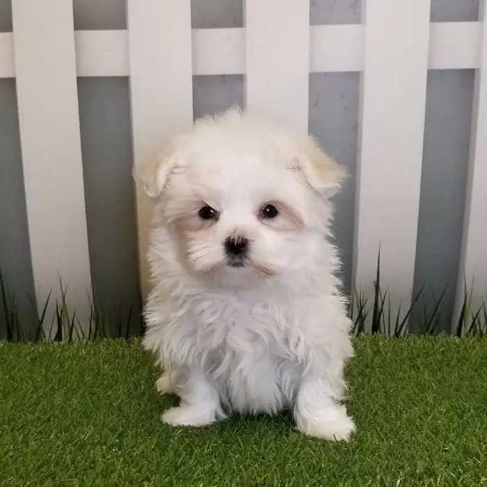 Female Maltese Puppy for Sale in Schererville, IN