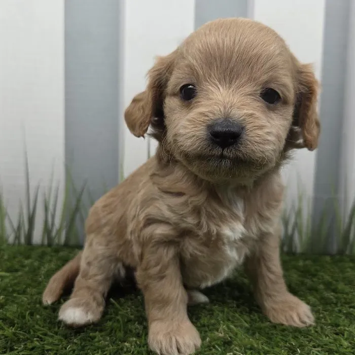 Female Cavapoo Puppy for Sale in Schererville, IN