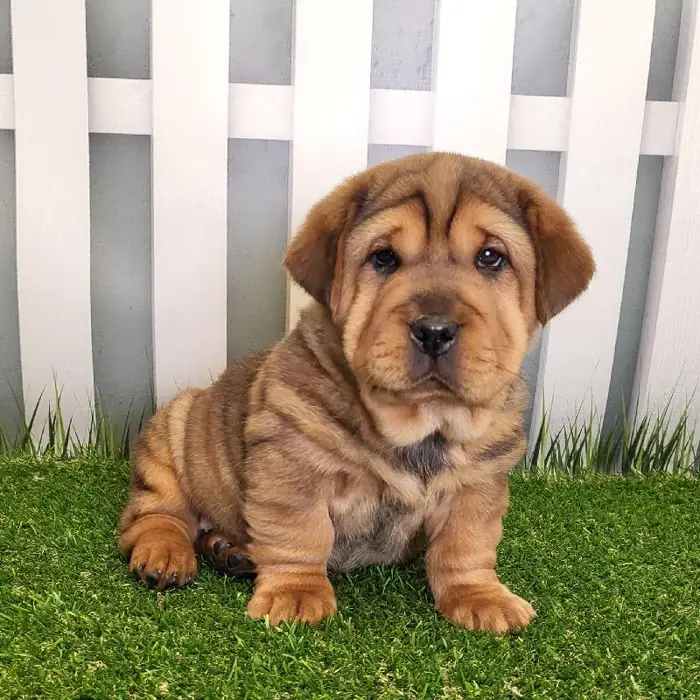 Female Walrus Puppy for Sale in Schererville, IN