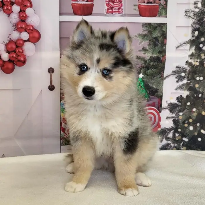 Male Pomsky Puppy for Sale in Schererville, IN