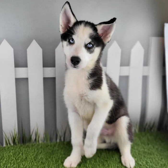 Male Siberian Husky Puppy for Sale in Indianapolis, IN