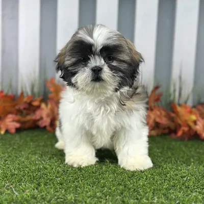 Female Shih Tzu Puppy for Sale in Indianapolis, IN