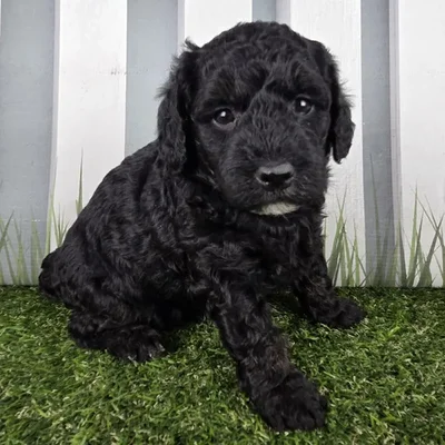 Female Miniature Goldendoodle Puppy for Sale in Schererville, IN