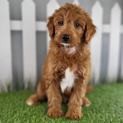 Female Medium Goldendoodle Puppy for Sale in Schererville, IN