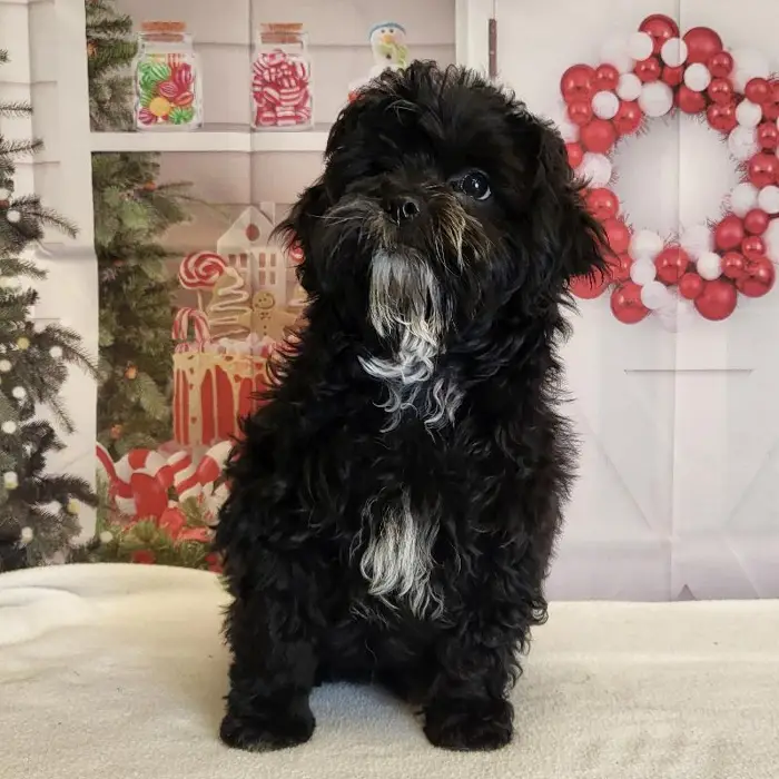 Male ShihPoo Puppy for Sale in Schererville, IN