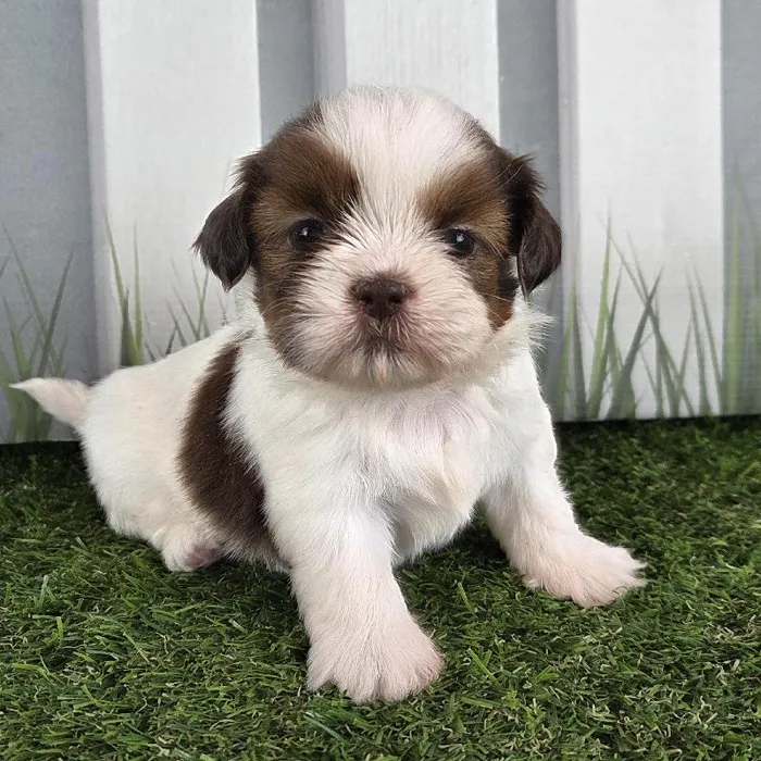 Male Shih Tzu Puppy for Sale in Schererville, IN