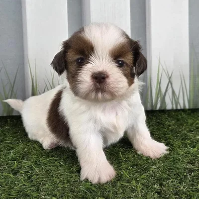 Male Shih Tzu Puppy for Sale in Schererville, IN