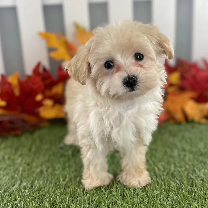 Female Maltipoo Puppy for Sale in Schererville, IN