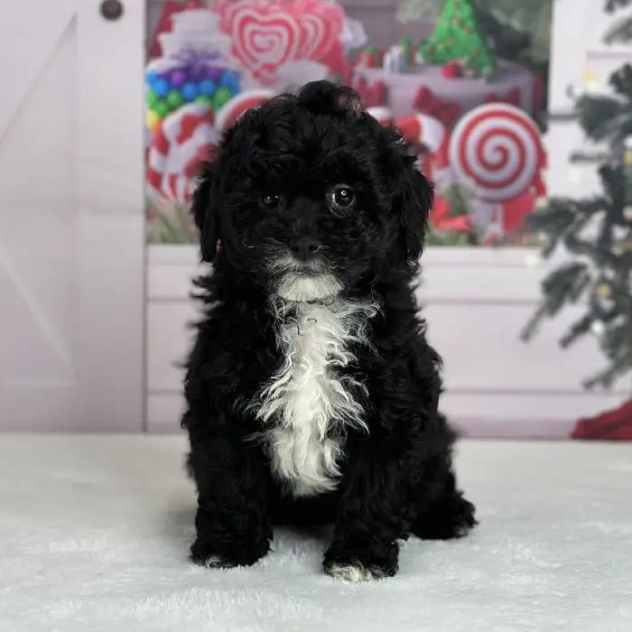 Female Peekapoo Puppy for Sale in Indianapolis, IN