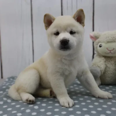 Female Shiba Inu Puppy for Sale in Indianapolis, IN