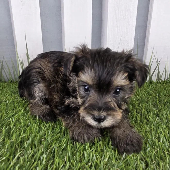 Male Schnorkie Puppy for Sale in Schererville, IN