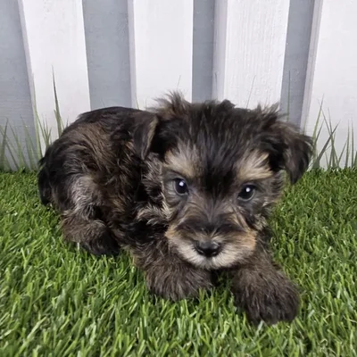 Male Schnorkie Puppy for Sale in Schererville, IN
