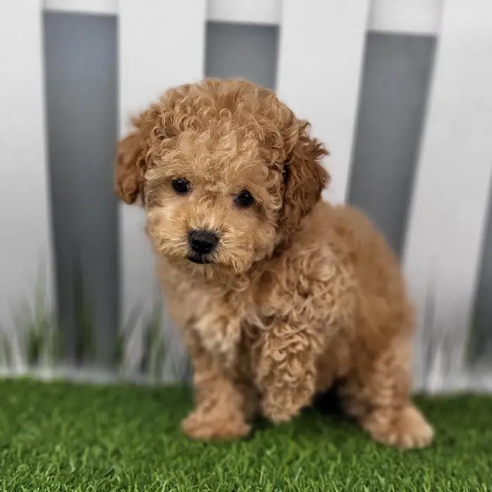 Female Toy Poodle Puppy for Sale in Schererville, IN