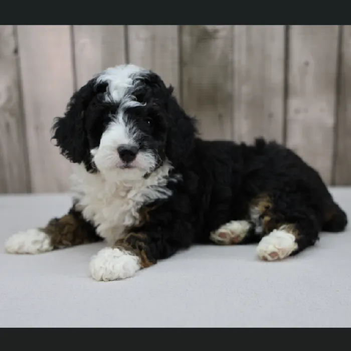 Female Miniature Goldendoodle Puppy for Sale in Schererville, IN