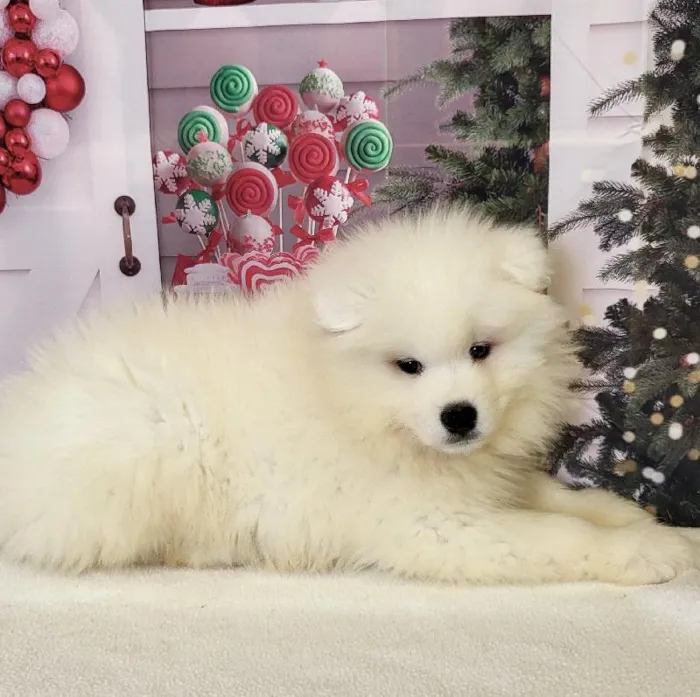 Male Samoyed Puppy for Sale in Schererville, IN