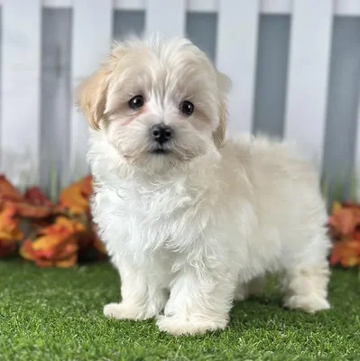 Male Maltipoo Puppy for Sale in Indianapolis, IN