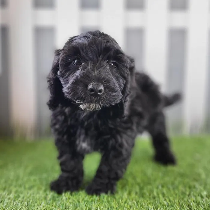 Male Cavapoo Puppy for Sale in Schererville, IN