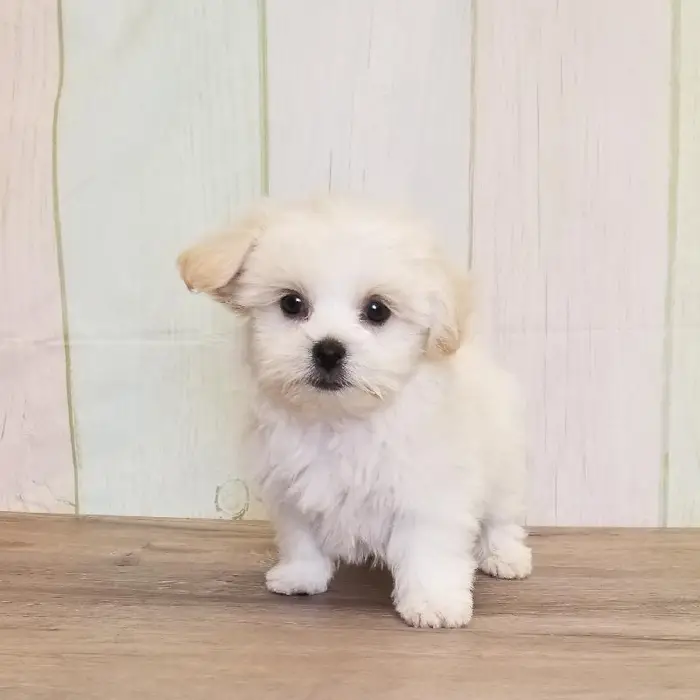 Male Shih-Chon Puppy for Sale in Schererville, IN