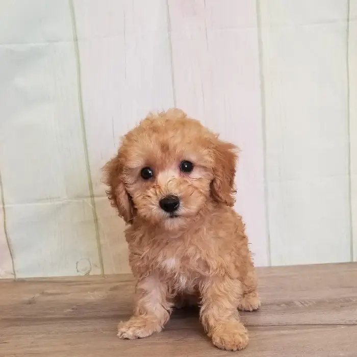 Female ShihPoo Puppy for Sale in Schererville, IN