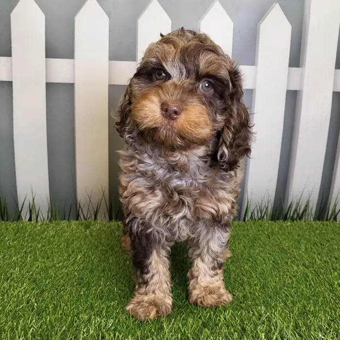Male Cockapoo Puppy for Sale in Schererville, IN