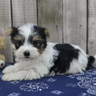 Female Morkie Puppy for Sale in Schererville, IN
