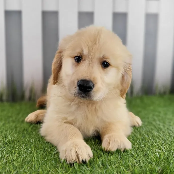 Male Golden Retriever Puppy for Sale in Schererville, IN
