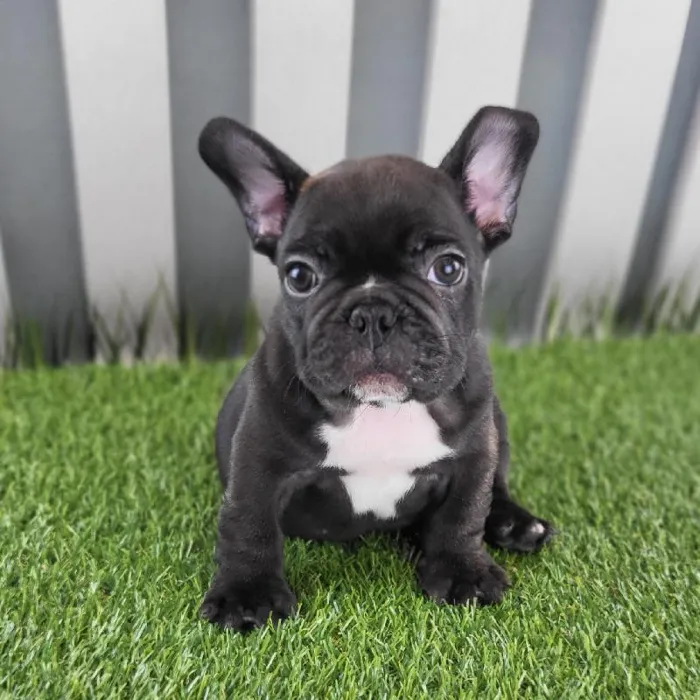 Male French Bulldog Puppy for Sale in Schererville, IN