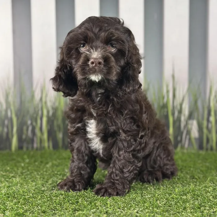 Male Cocker Spaniel Puppy for Sale in Indianapolis, IN