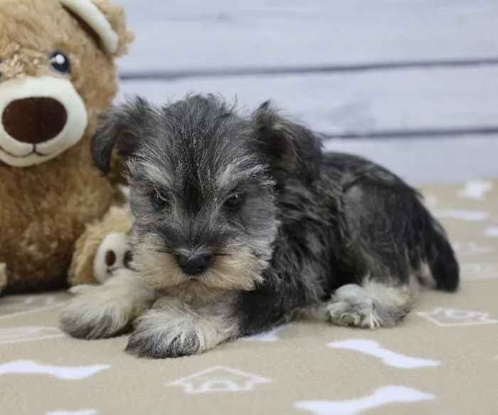 Male Miniature Schnauzer Puppy for Sale in Schererville, IN