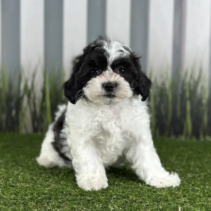 Female ShihPoo Puppy for Sale in Indianapolis, IN