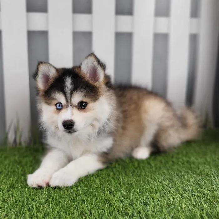 Female Pomsky Puppy for Sale in Schererville, IN