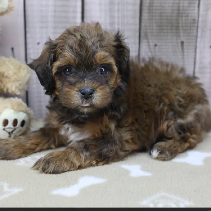Male ShihPoo Puppy for Sale in Schererville, IN
