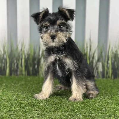 Male Schnorkie Puppy for Sale in Schererville, IN