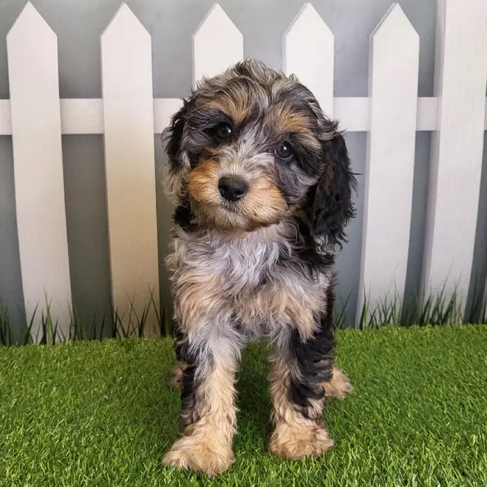 Female Cavapoo Puppy for Sale in Schererville, IN