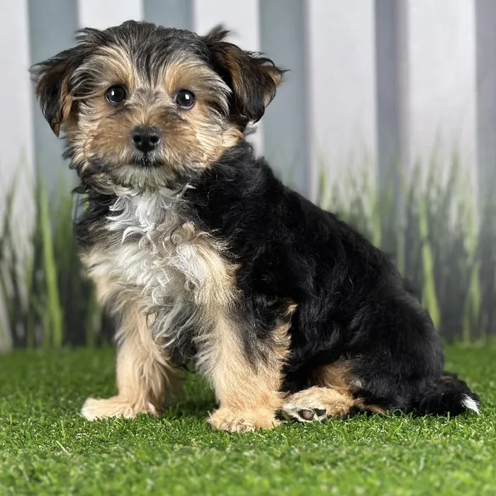 Female Yorkie-Poo Puppy for Sale in Schererville, IN