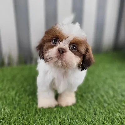 Male Shih Tzu Puppy for Sale in Schererville, IN