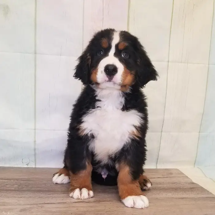 Male Bernese Mountain Dog Puppy for Sale in Schererville, IN