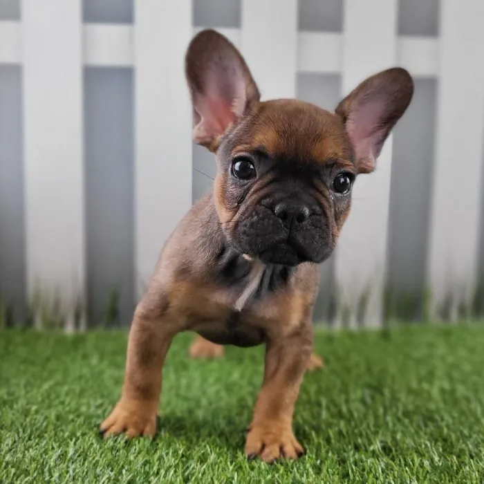 Male French Bulldog Puppy for Sale in Schererville, IN