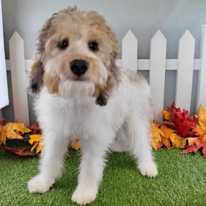 Male Miniature Aussiedoodle Puppy for Sale in Schererville, IN