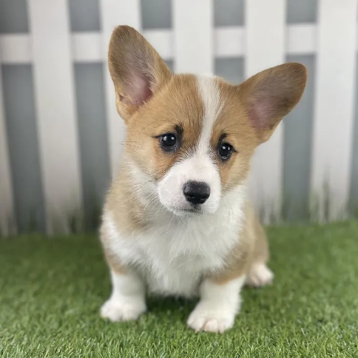 Female Pembroke Welsh Corgi Puppy for Sale in Schererville, IN