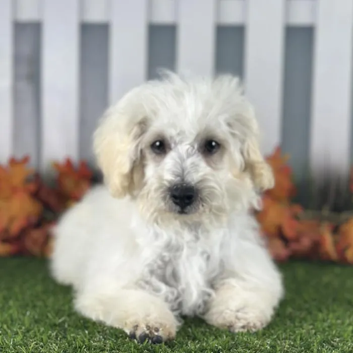 Male Maltipoo Puppy for Sale in Indianapolis, IN