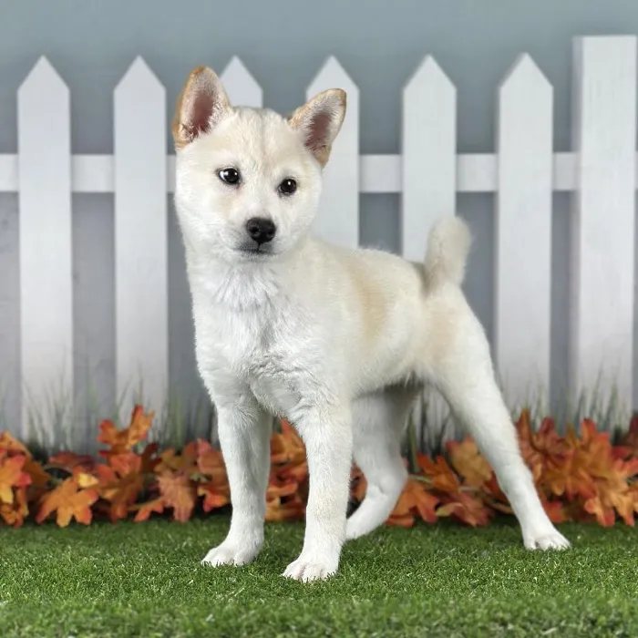 Female Shiba Inu Puppy for Sale in Indianapolis, IN