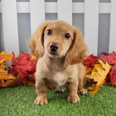 Male Miniature Dachshund Puppy for Sale in Schererville, IN